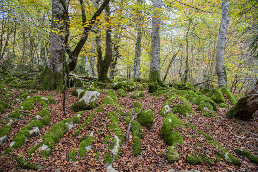 Comunidad Foral de Navarra 112 - Selva de Irati.jpg